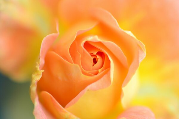 Delicada rosa. Flor. Pétalos de rosa