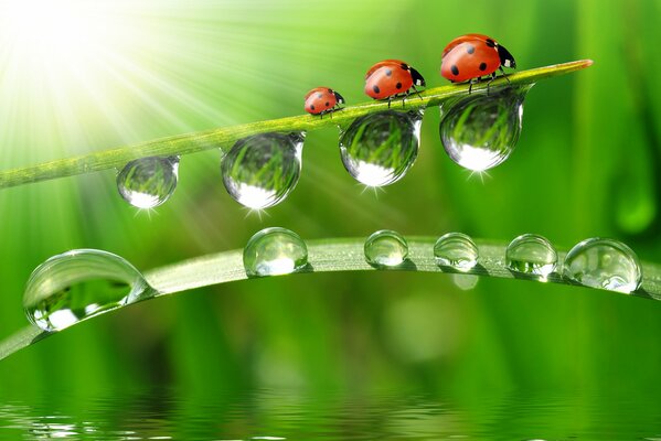 Ladybugs on a blade of grass near the water