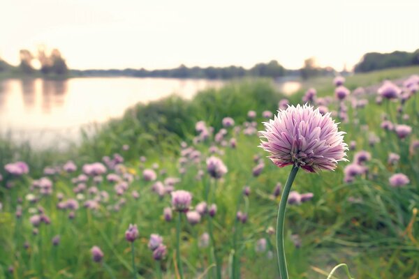 A clearing with pink flowers by the lake