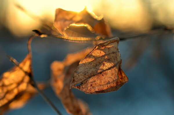 A dry leaf flies in the wind