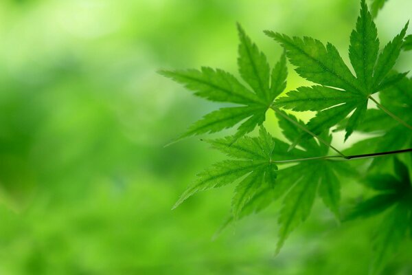 Leaves on a tree against the background of nature