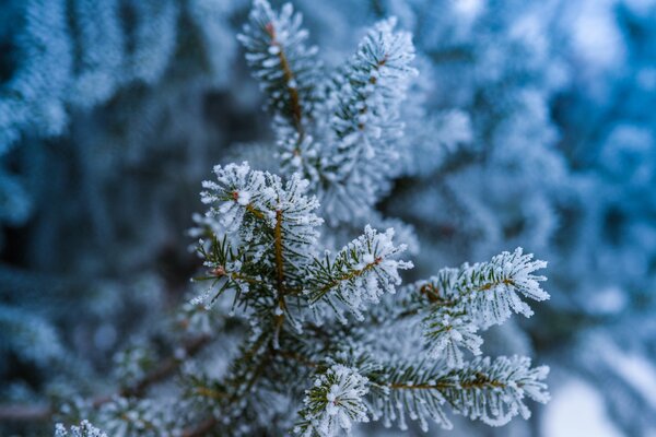 Vento abete nella neve