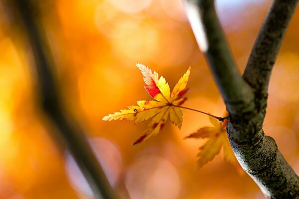 Hoja amarilla en el árbol en otoño