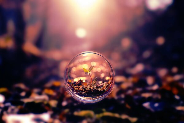 Macro of a sprout in a glass ball