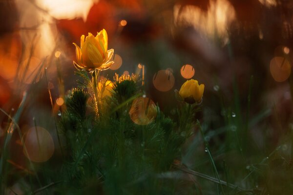 Naturaleza primaveral en el bosque. Hermosas flores