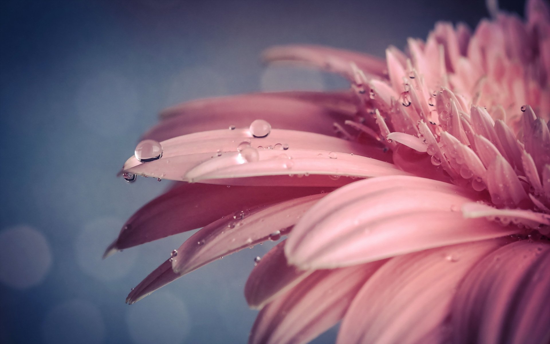 flower drops close up