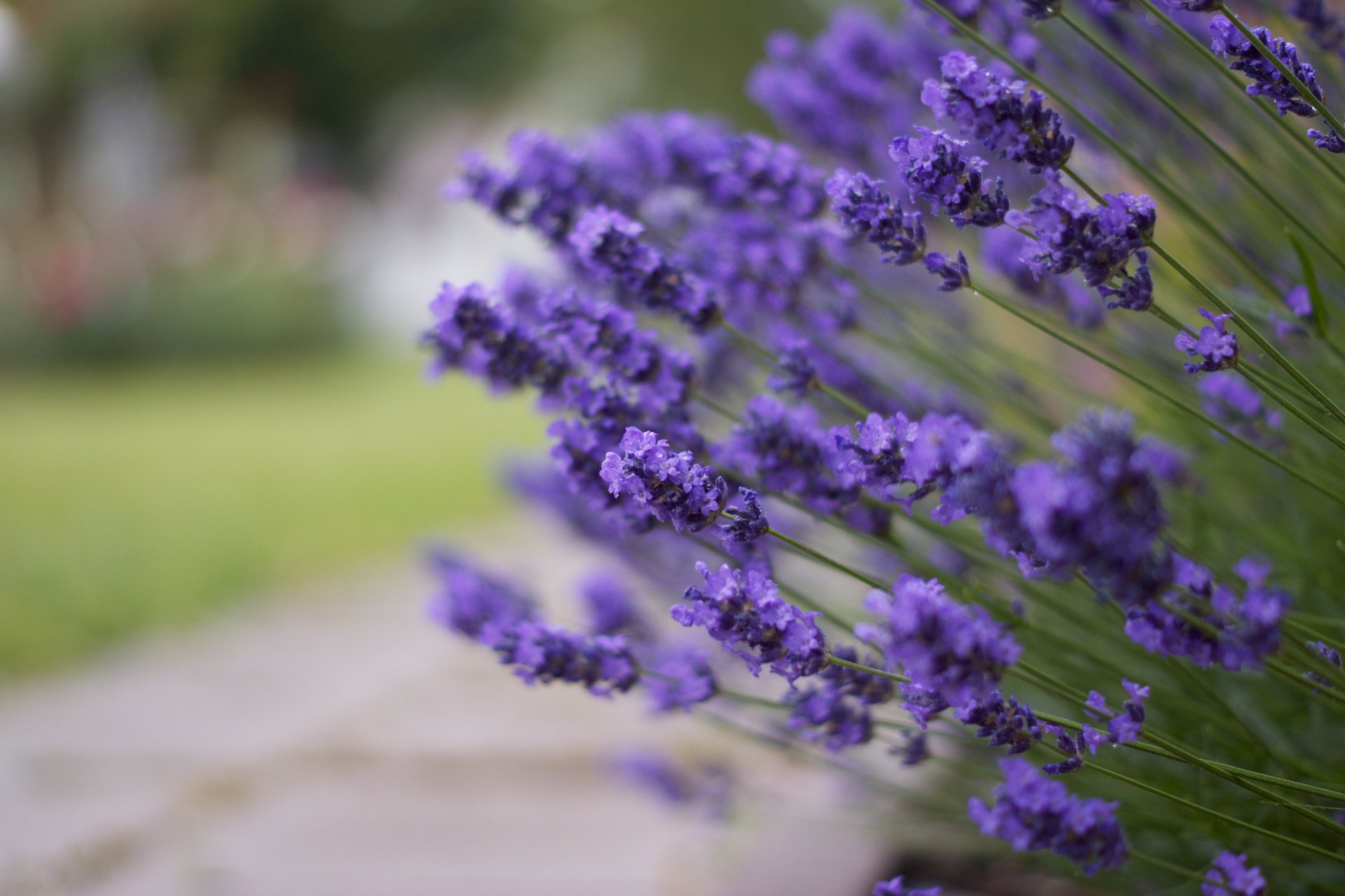 blumen flieder lavendel unschärfe blendung