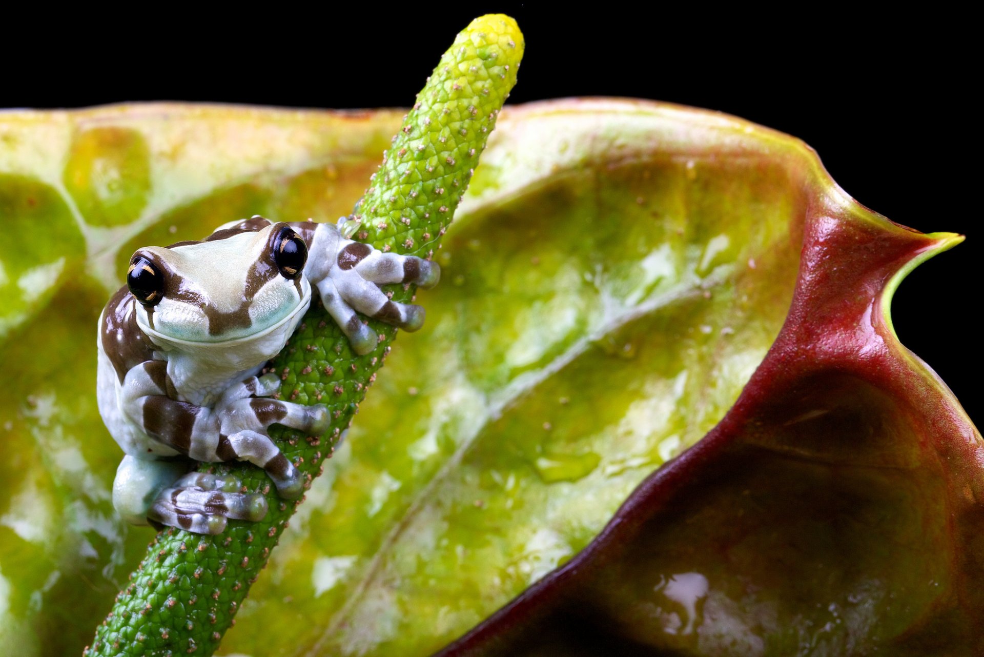 frog flower nature small