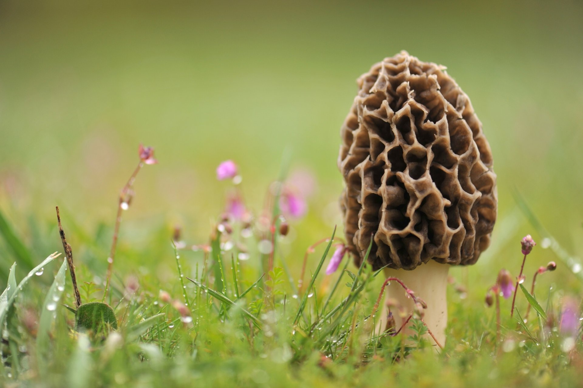 grzyb morel trawa rosa