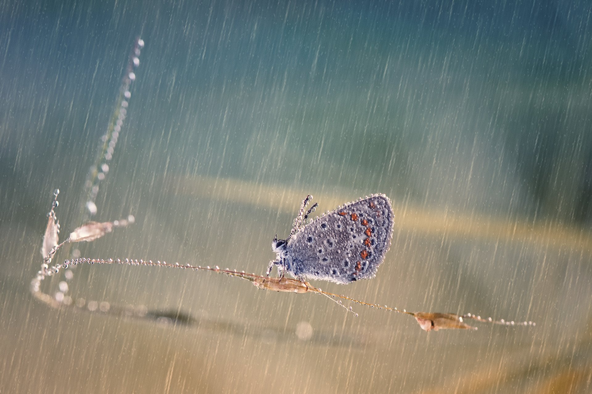 blade butterfly drops rain reflection