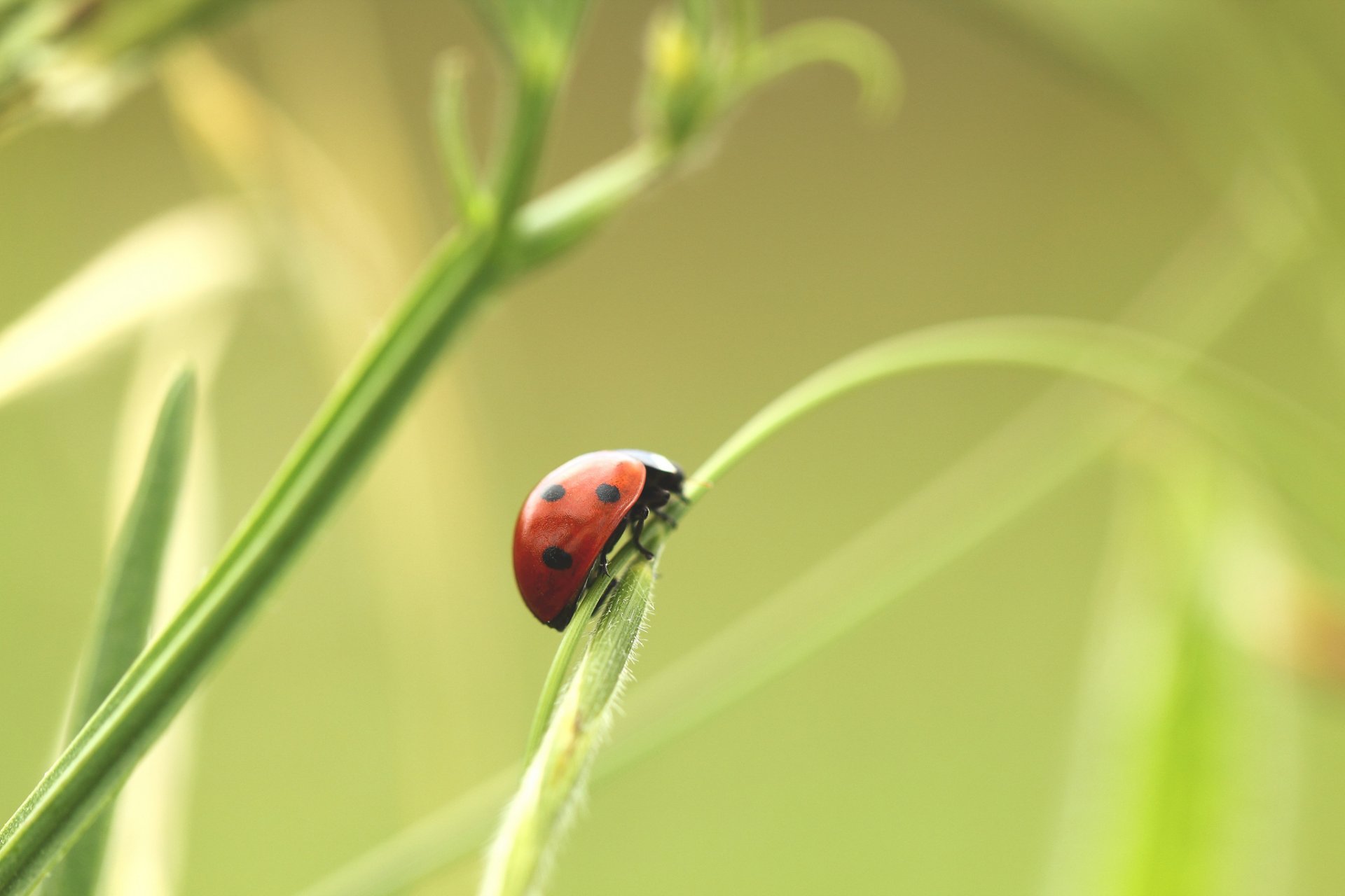 plants grass ladybug