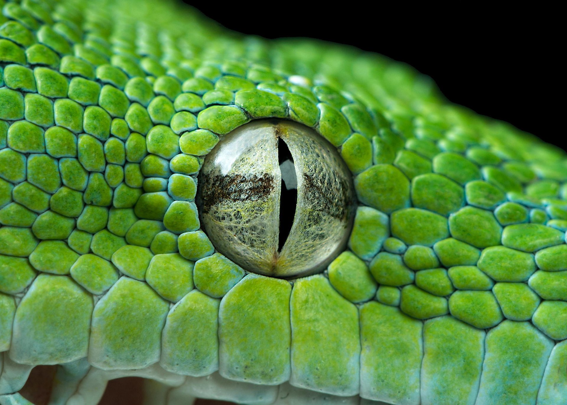 auge python