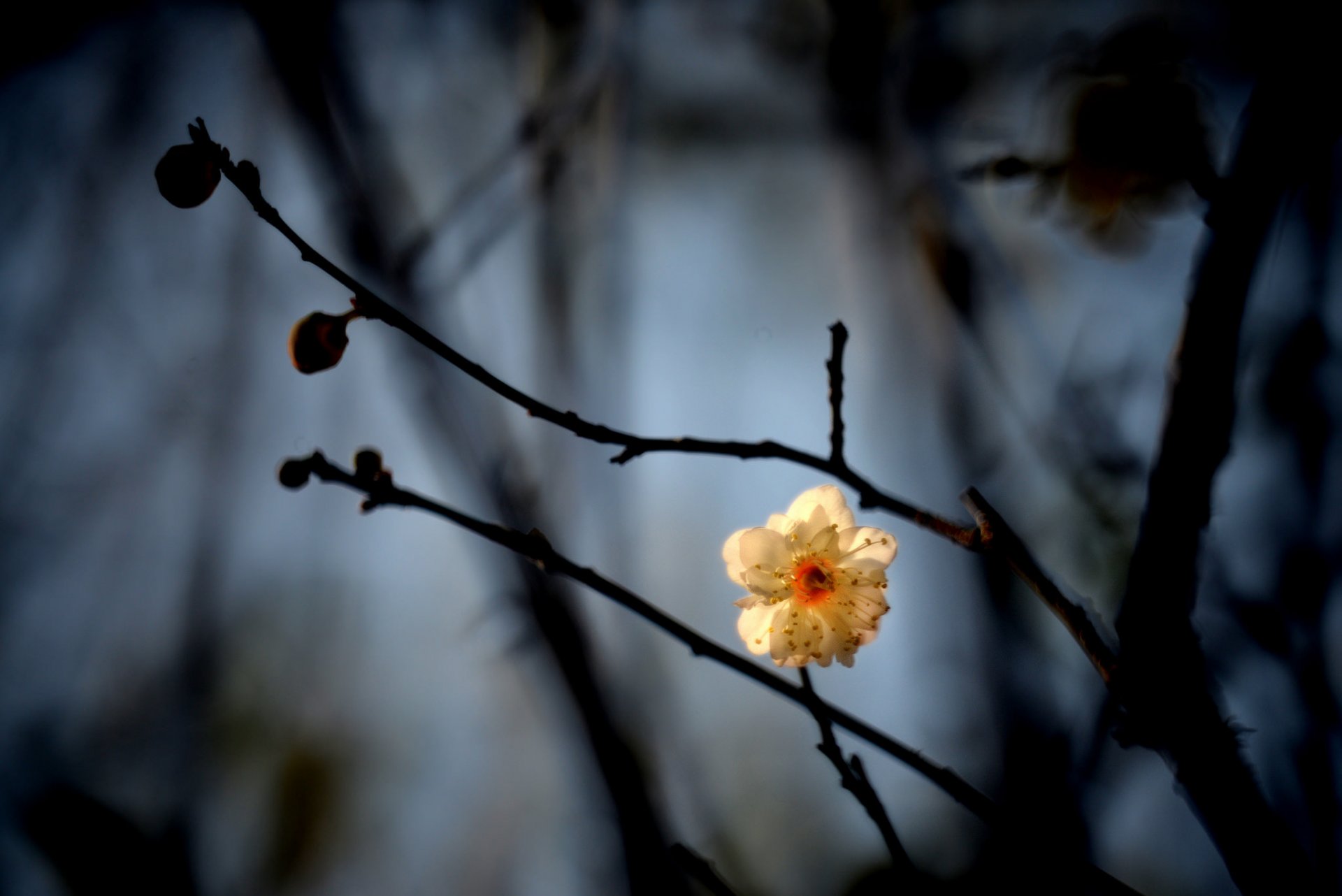 branches bourgeons fleur blanc prune