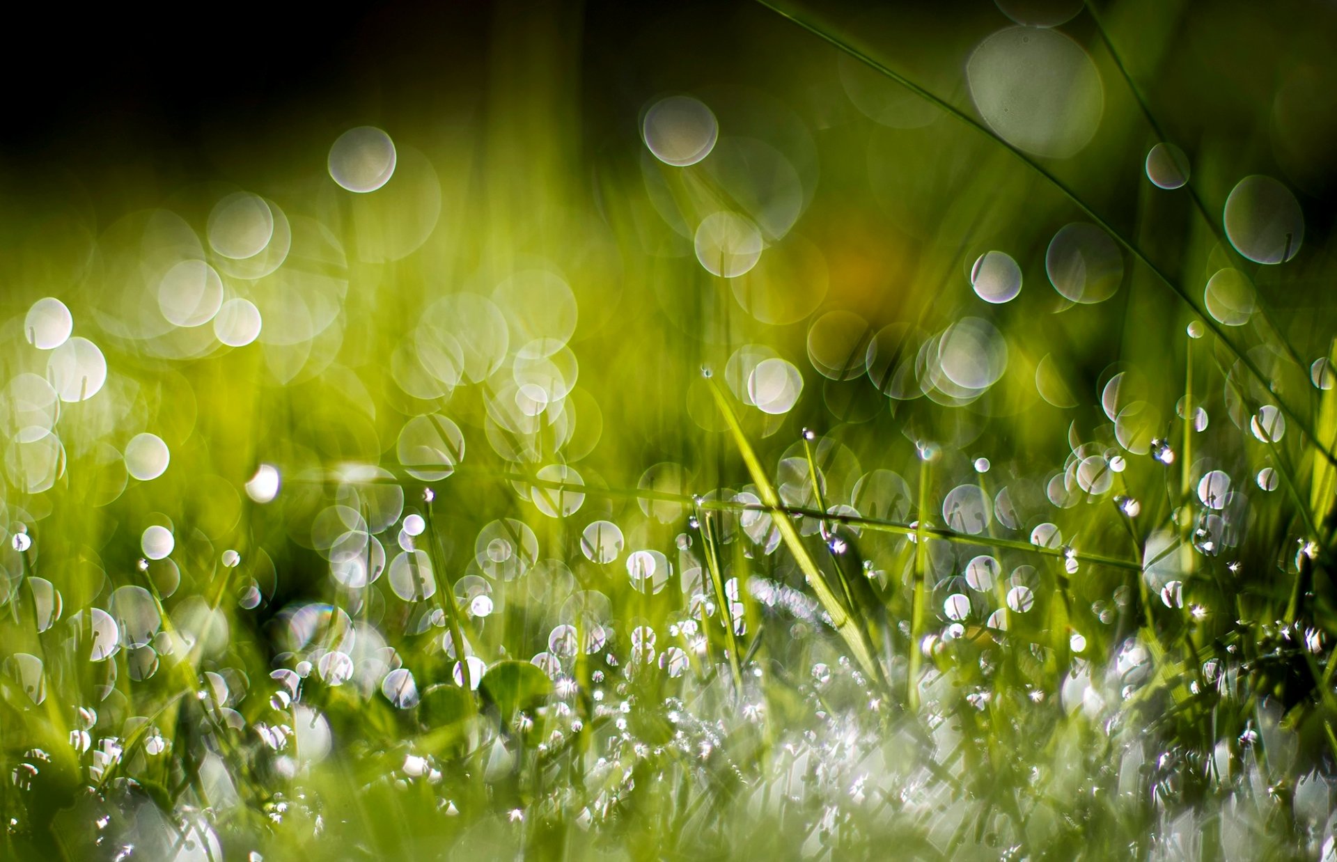 grass green drops water rosa bokeh close up nature