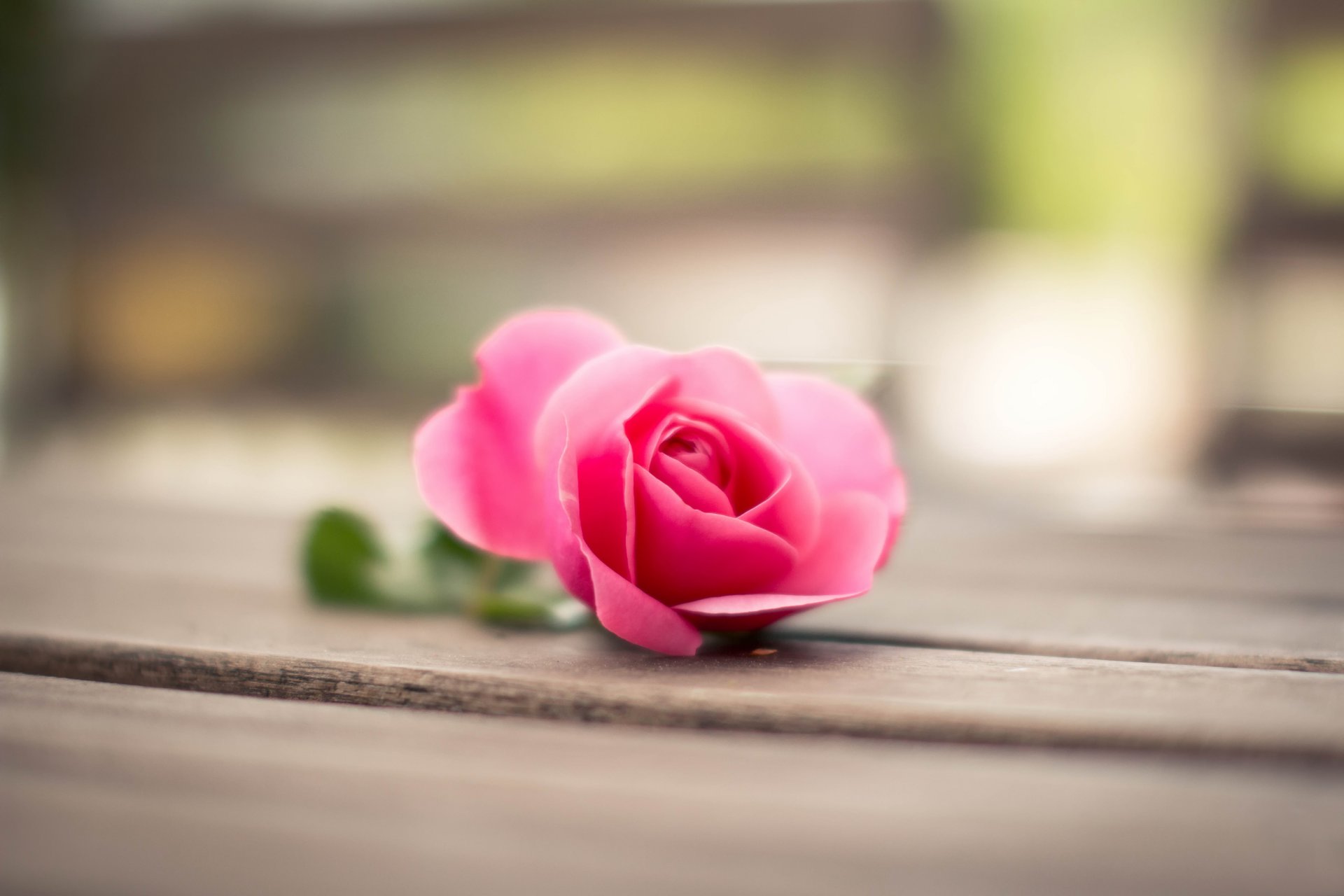 rosa rosa flor pétalos macro bokeh