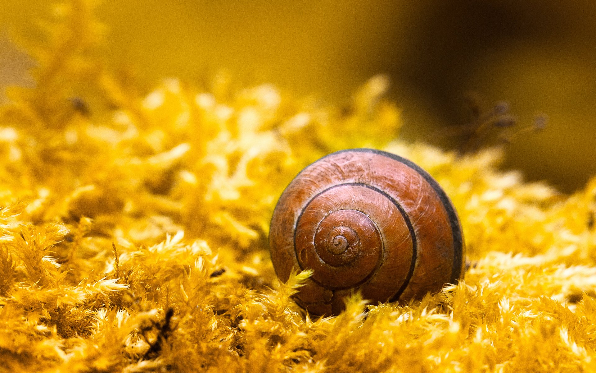 macro caracol concha concha espiral planta amarillo musgo