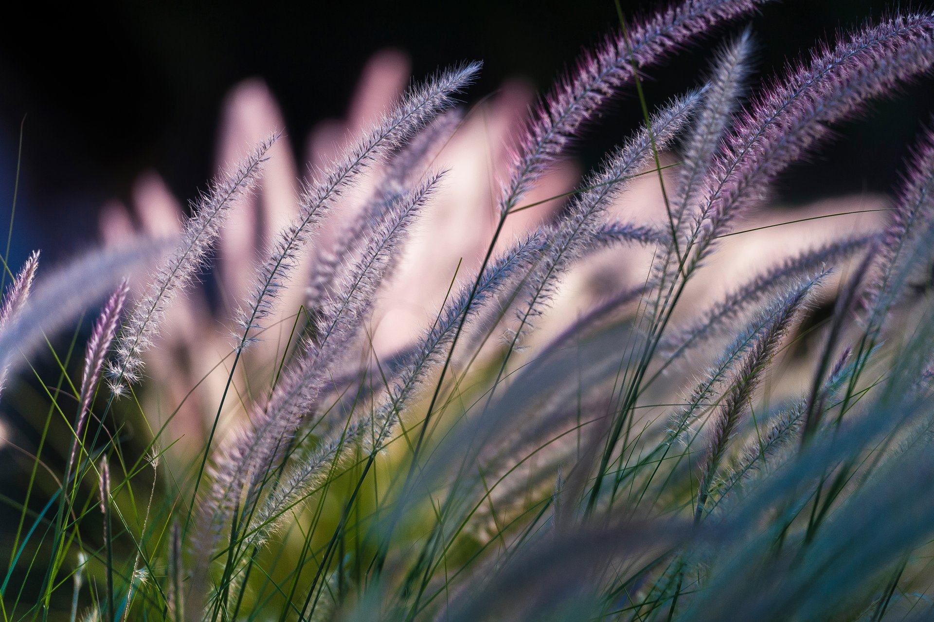 sinfonia della natura fili d erba bokeh