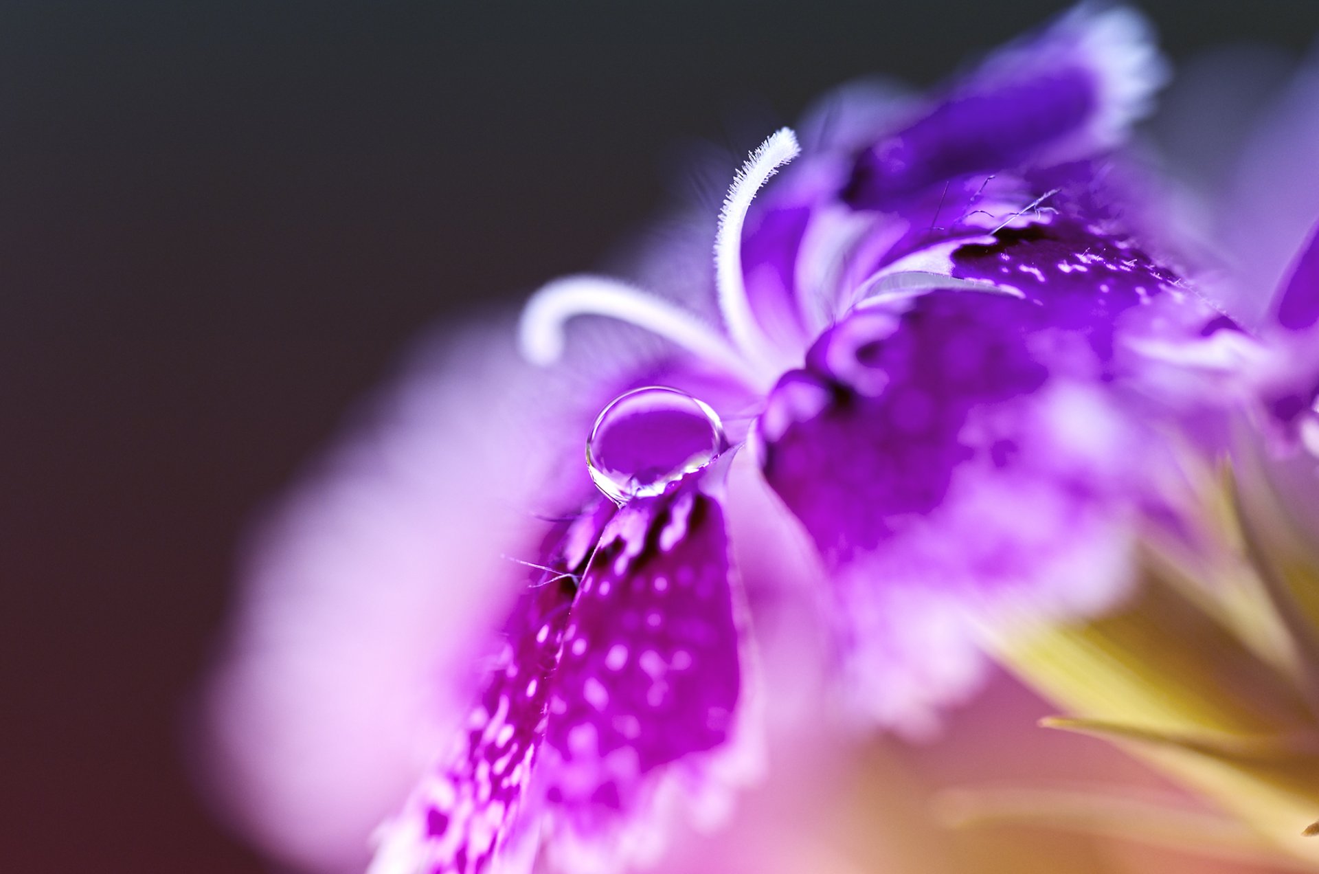 makro blume nelke türkisch tropfen