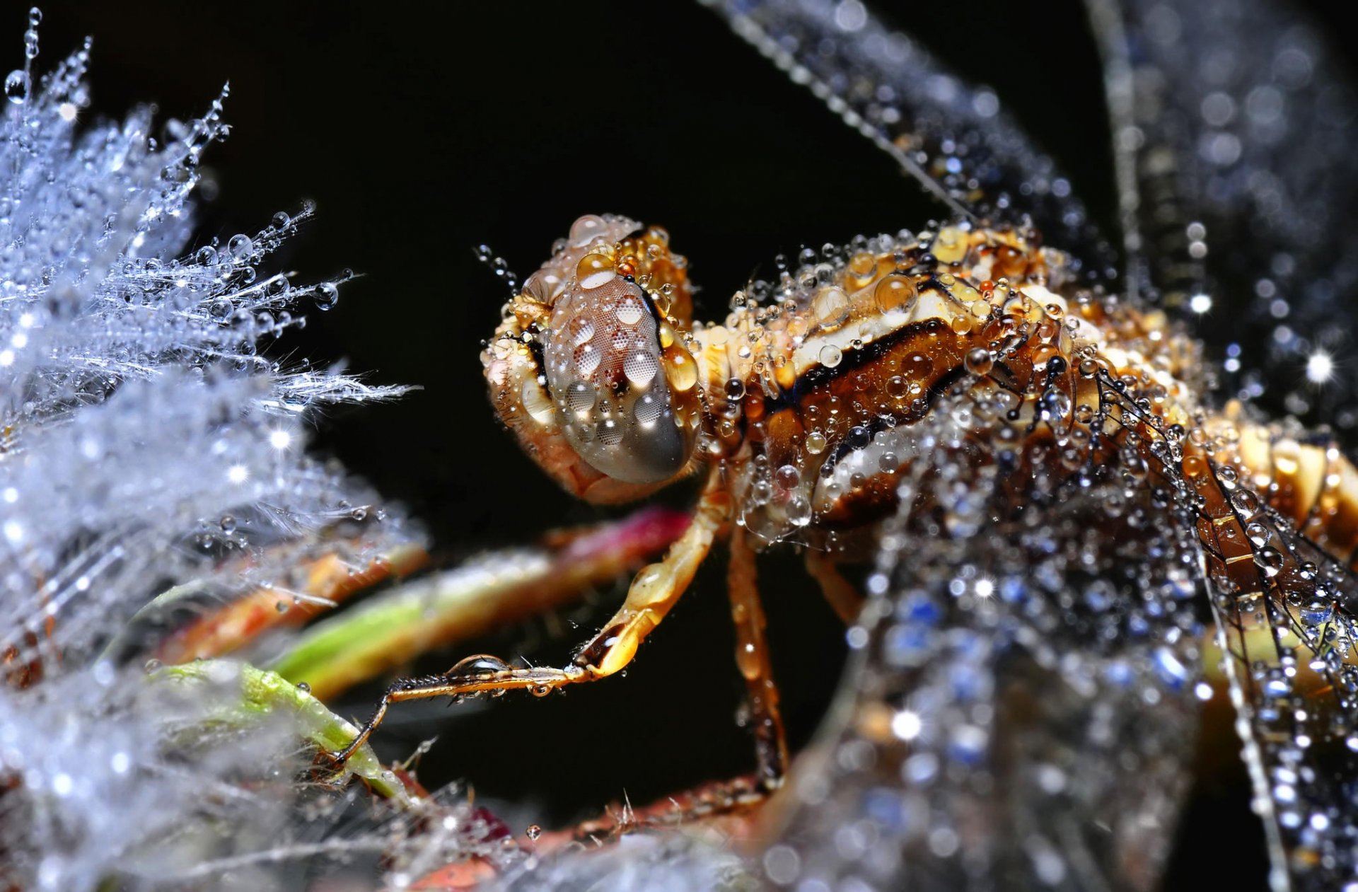 insecte gouttes fond