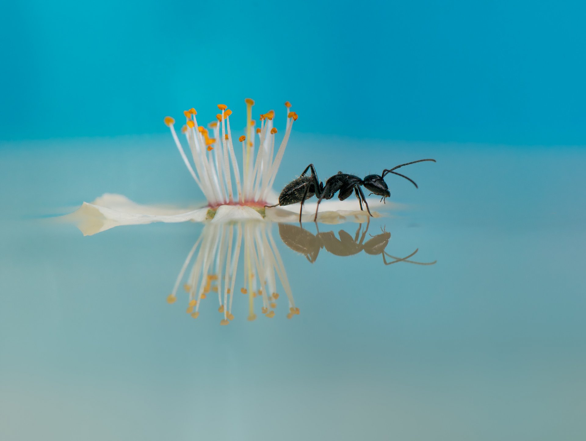 acqua fiore formica riflessione