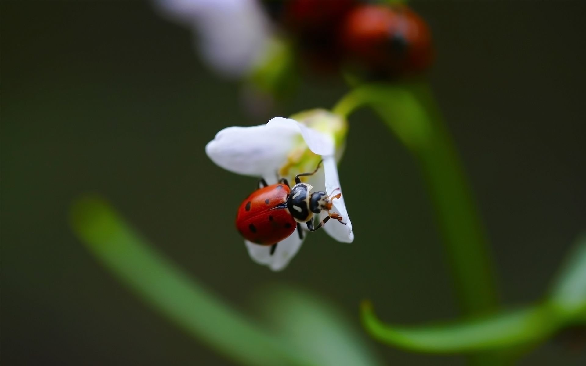 fiore bianco coccinella sfocatura