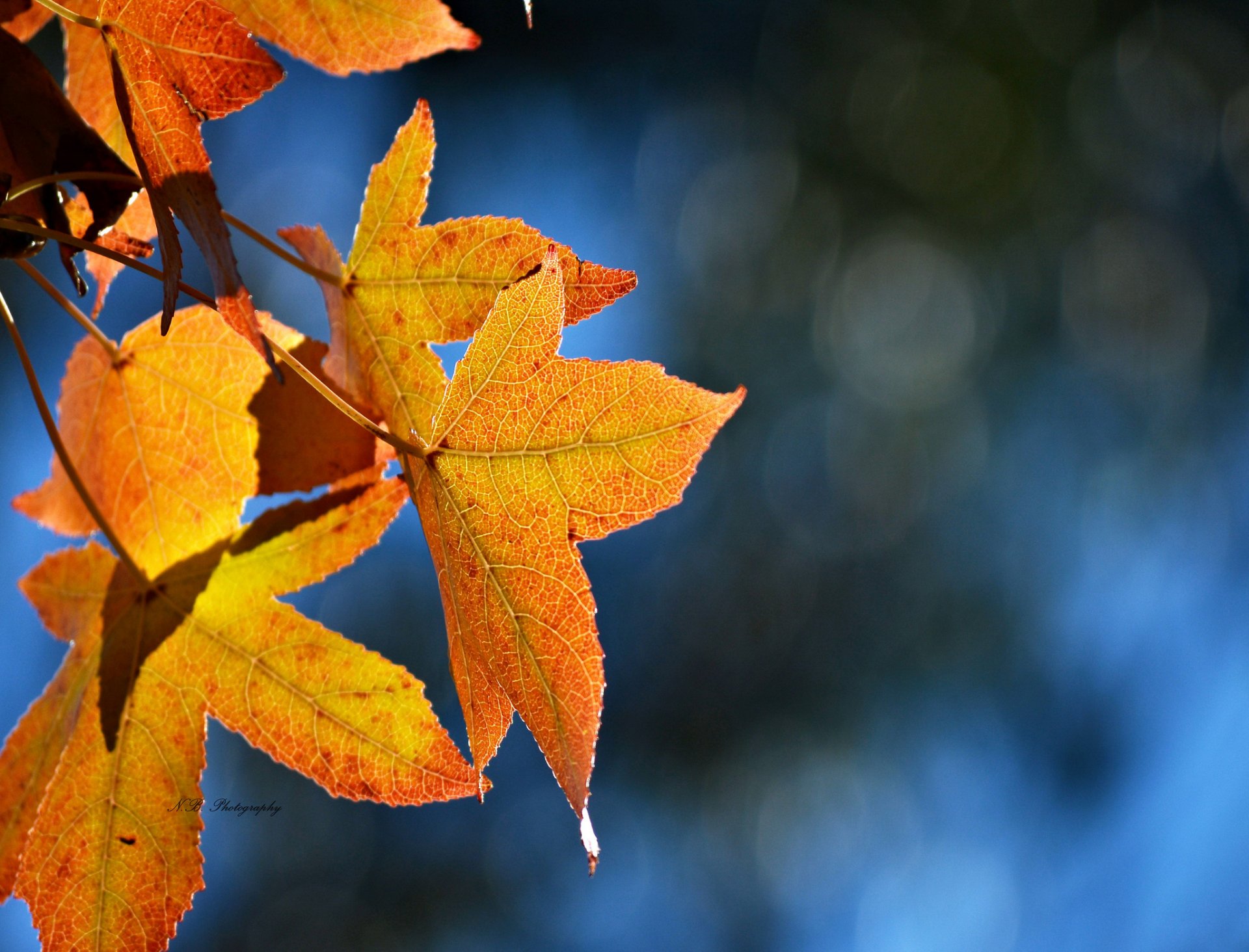 hojas otoño amarillo arce reflejos fondo azul