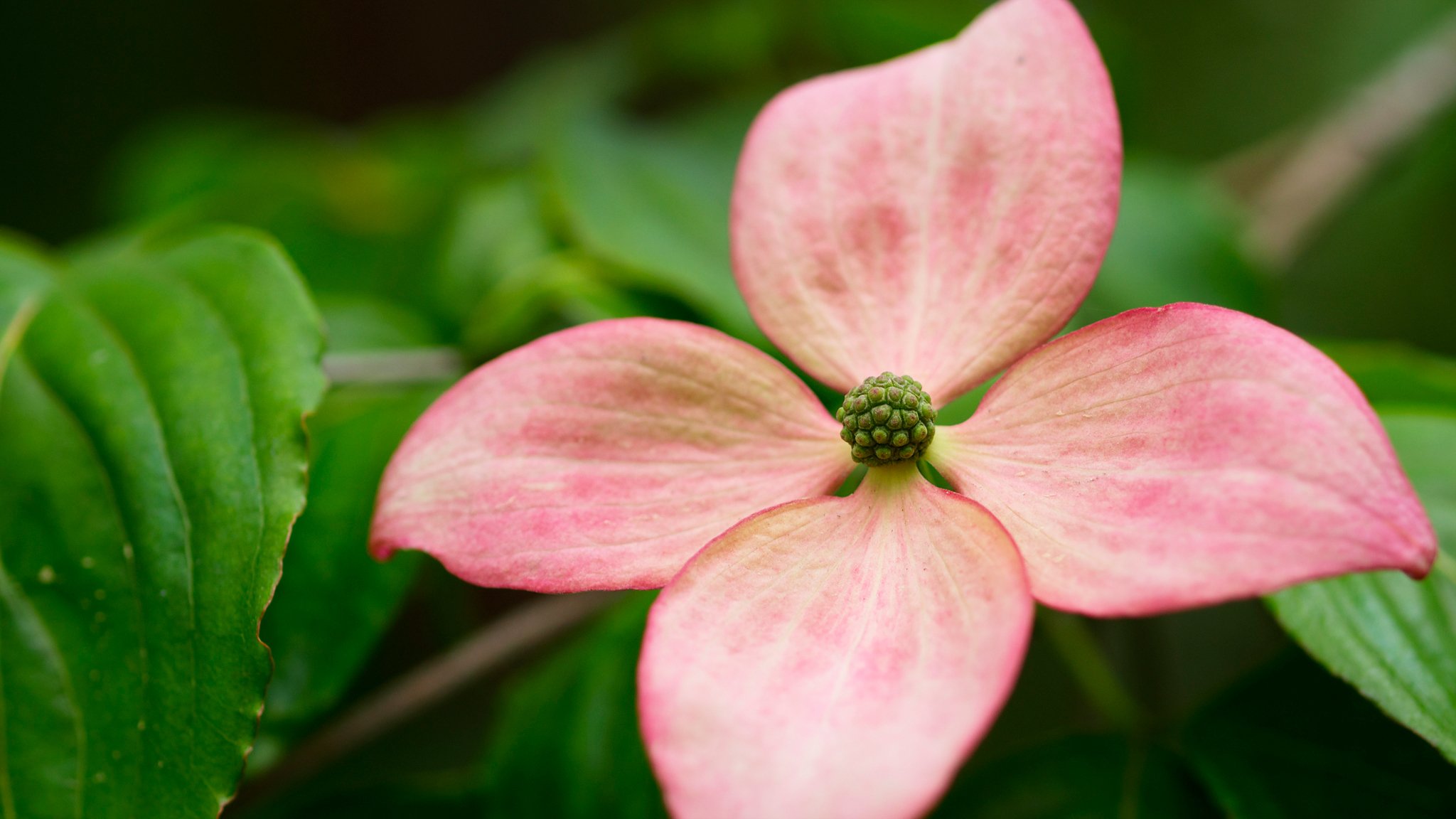 flor pétalos bokeh