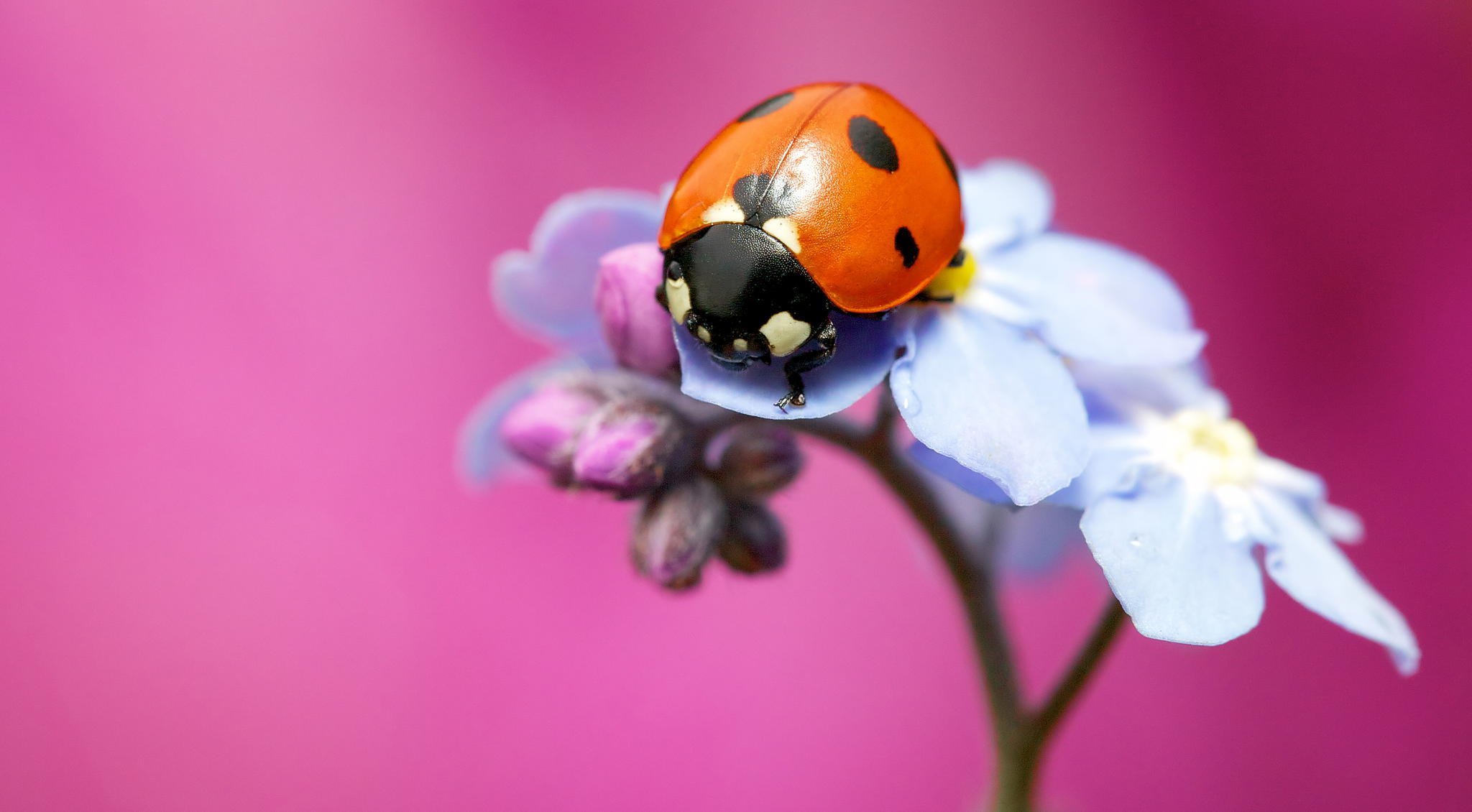 ladybug insect close up flower background pink