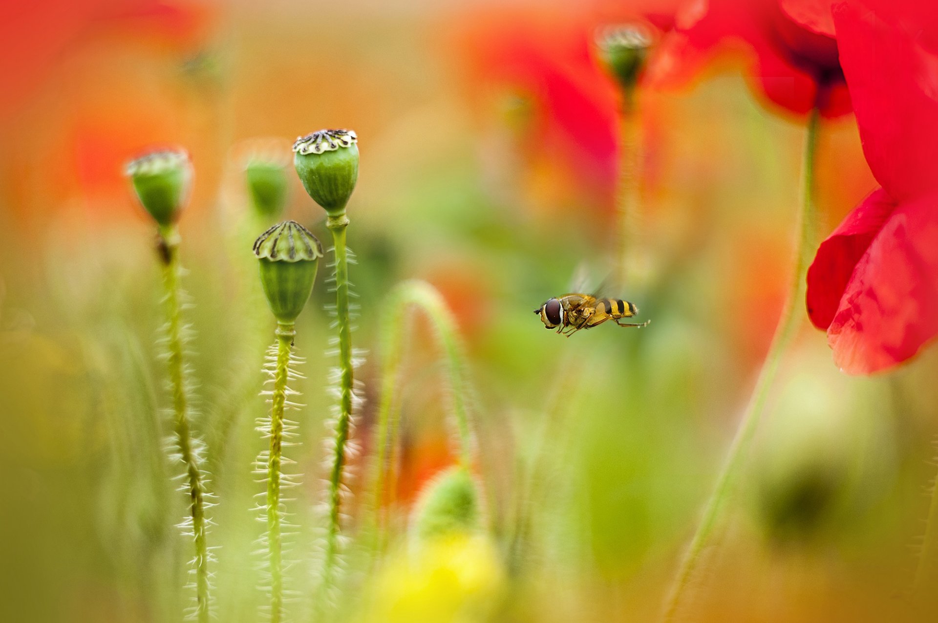 coquelicots abeille flou