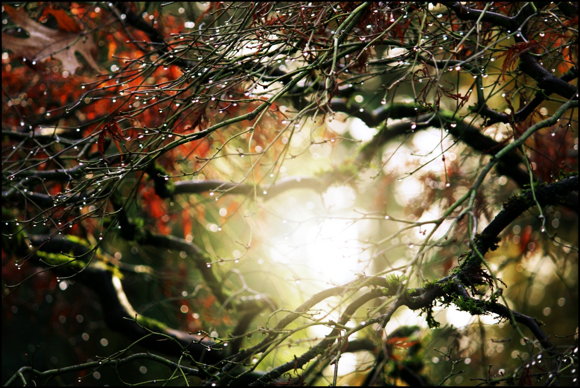 macro leaves leaves leaflet green dew water drops tree autumn rain nature