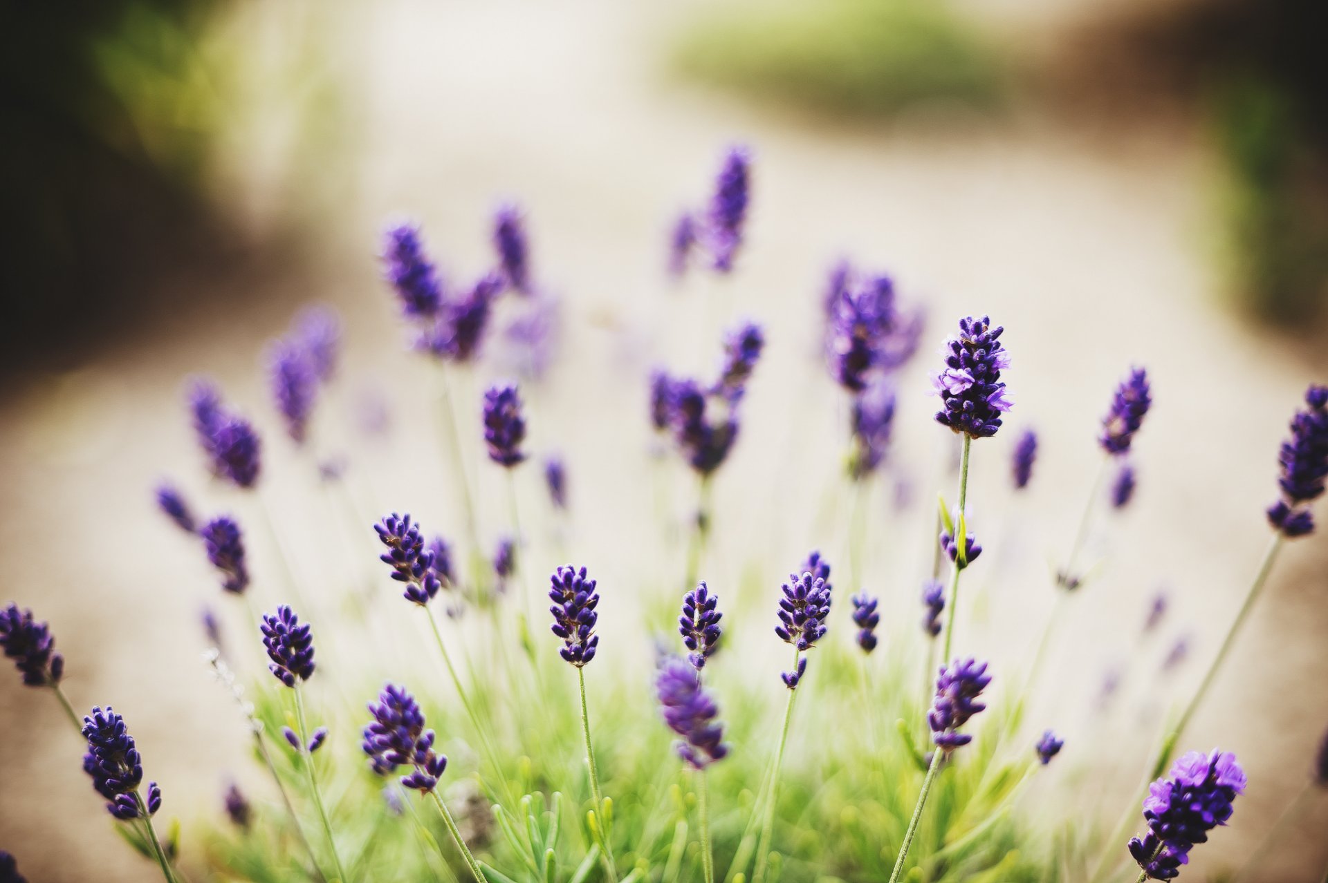 blumen makro flieder grün