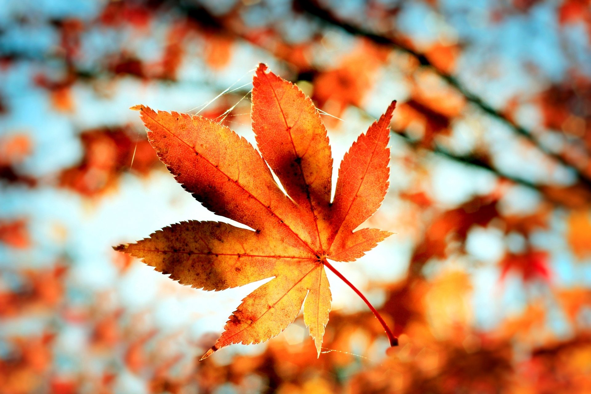 foglia arancione ragnatela bokeh sfocatura autunno macro natura