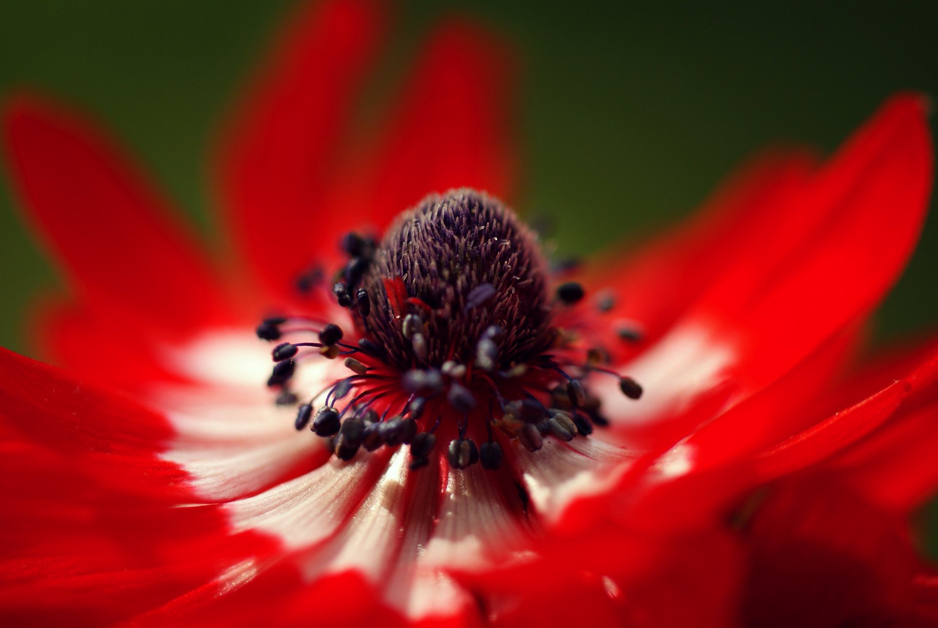 rouge anémone fleur gros plan pétales