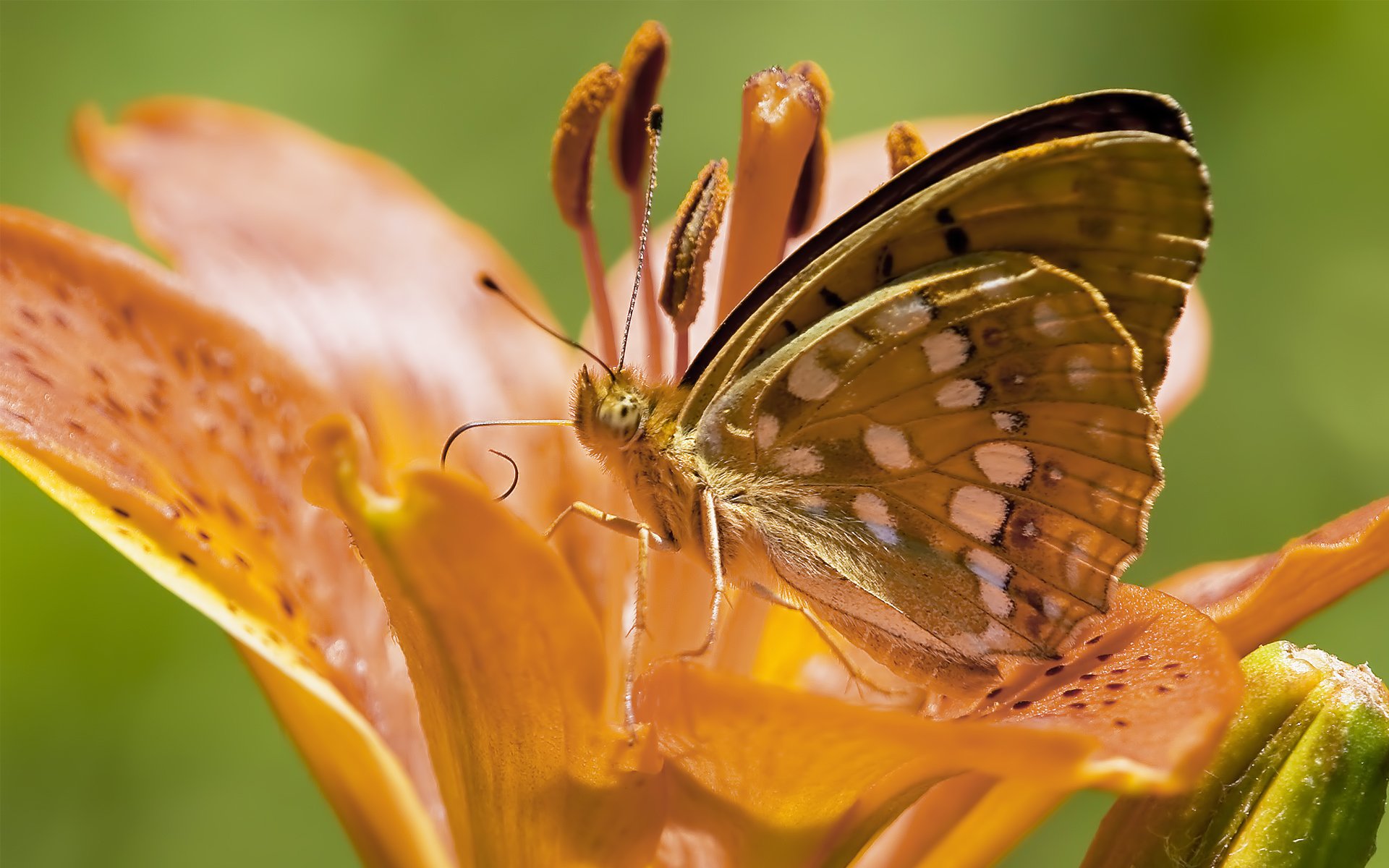 kwiat lilia pomarańczowy motyl wąsy