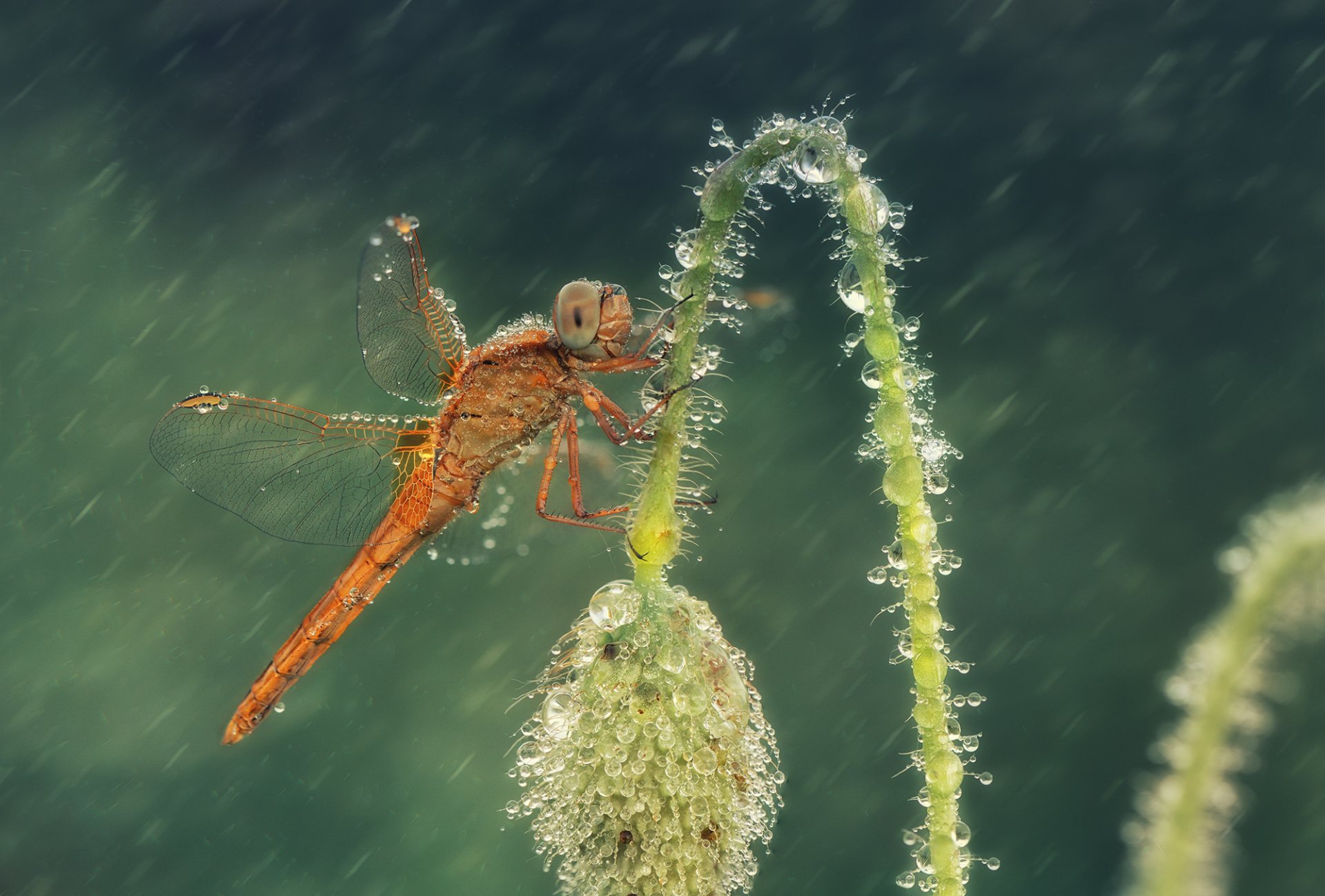 flower poppy bud dragonfly drops rain