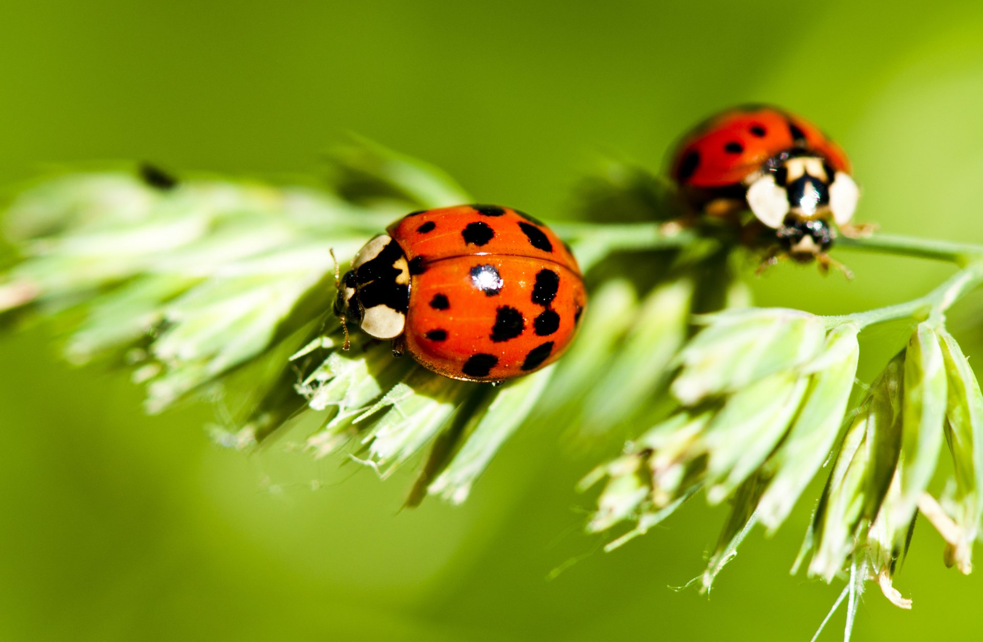 coccinelles plantes insectes