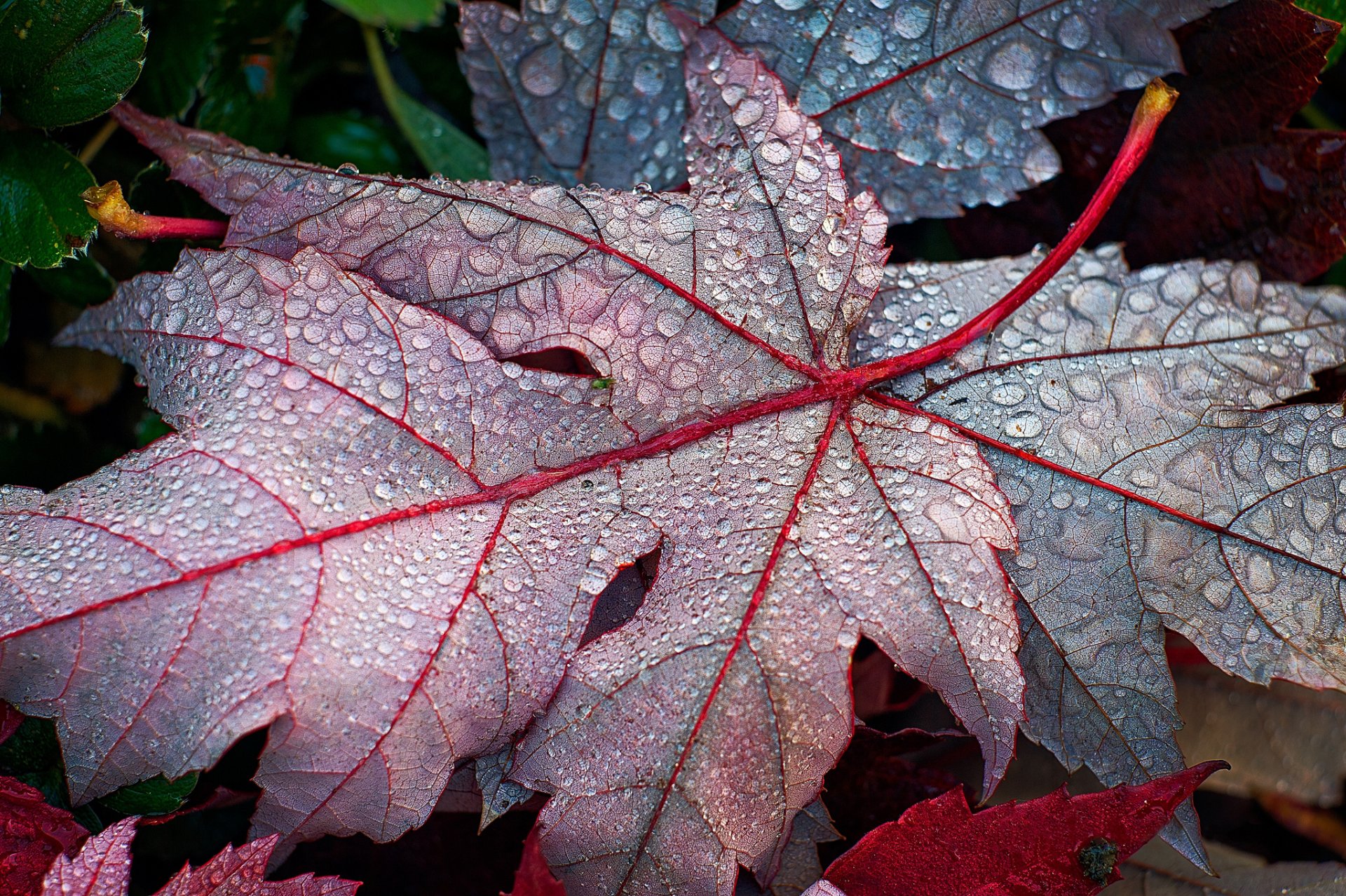 foglie cadute autunno acero gocce rugiada