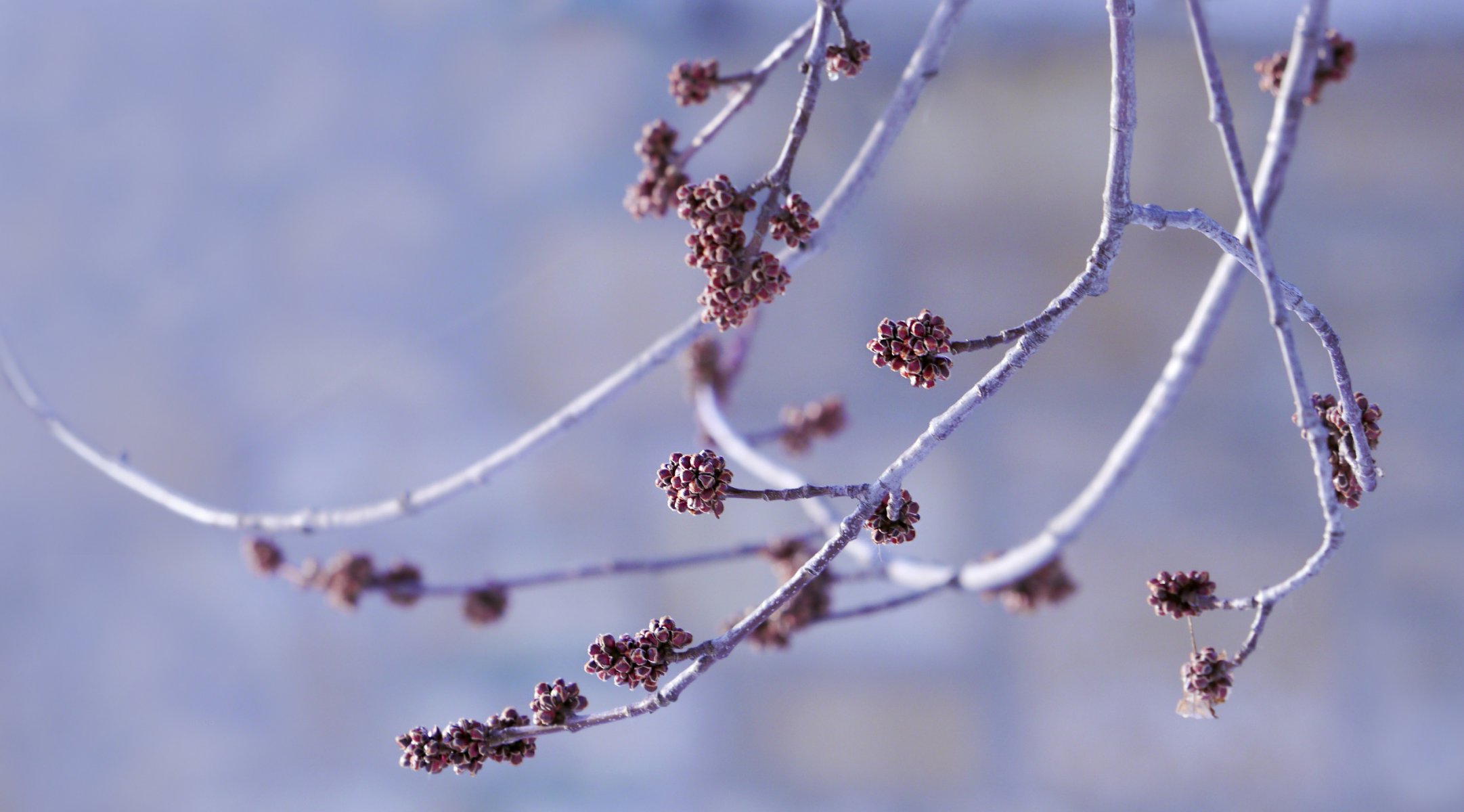 gałęzie pąki tło bokeh