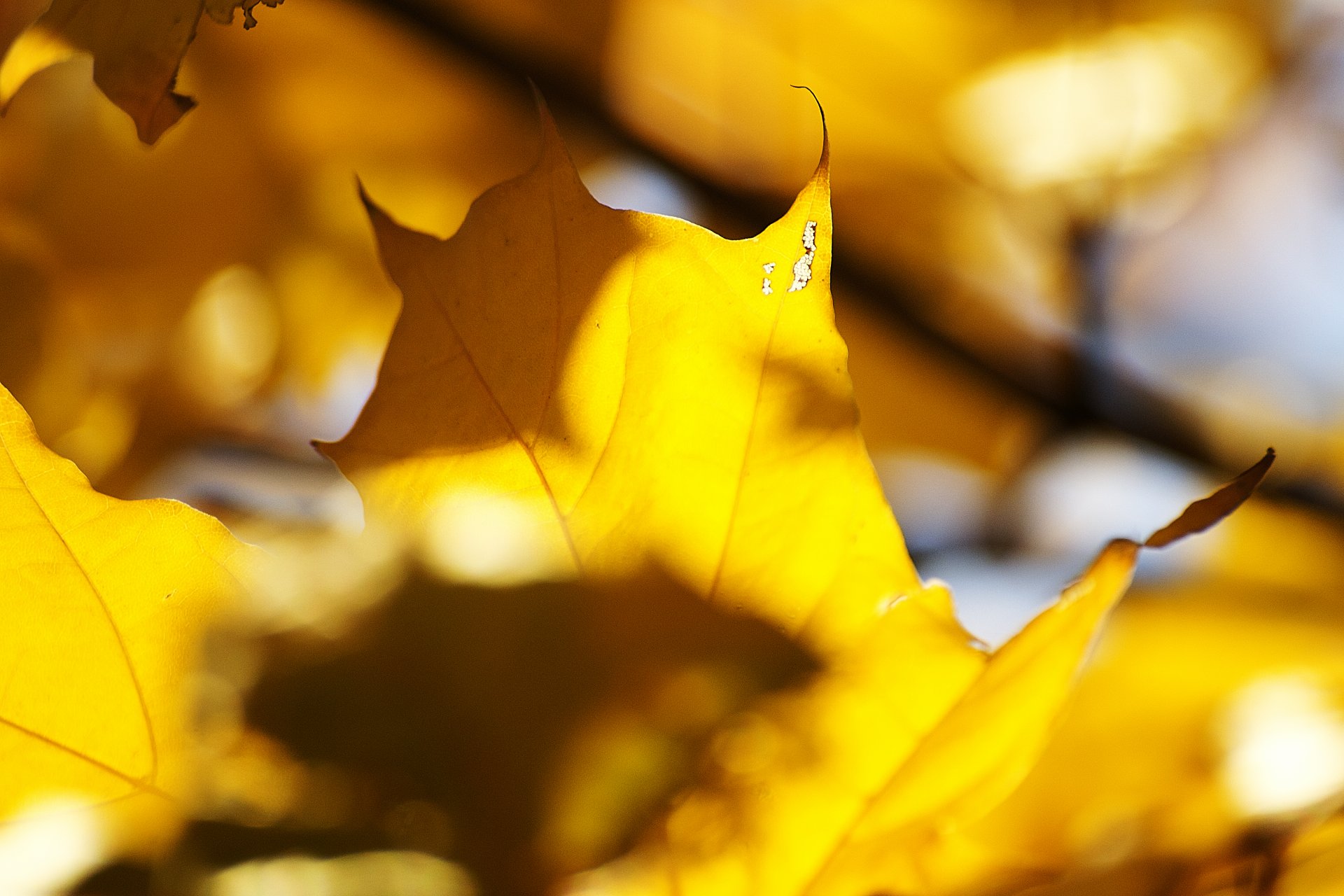 foglie autunno giallo acero sole luce venature