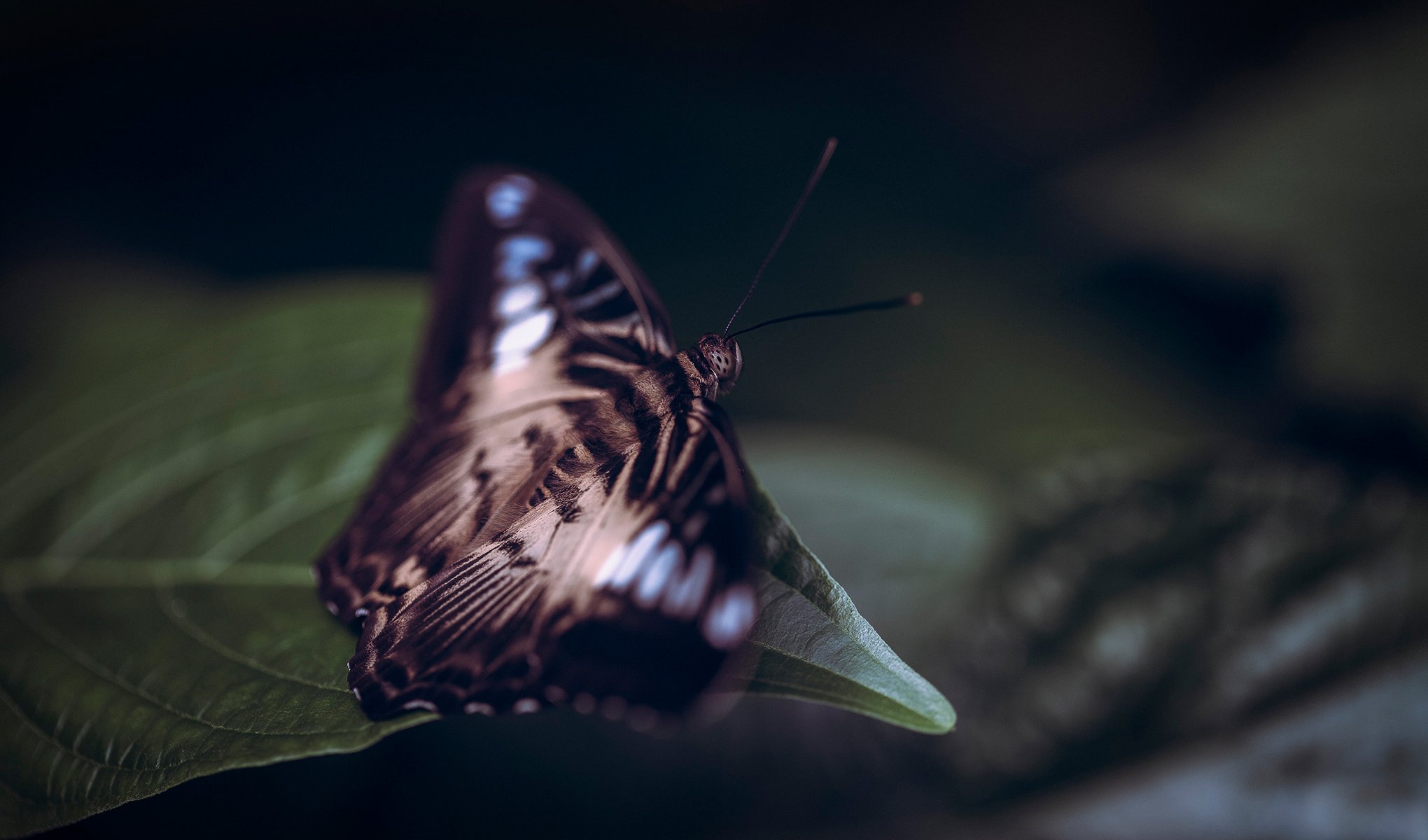 papillon feuille fond