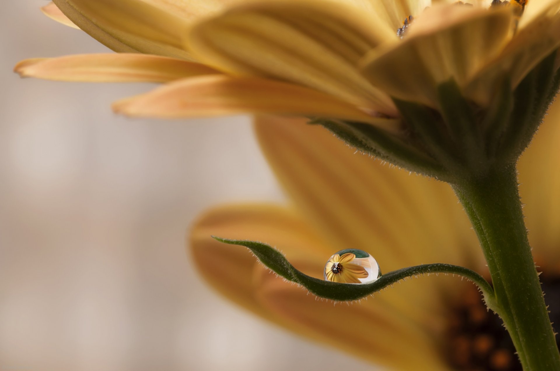 fleur feuille goutte