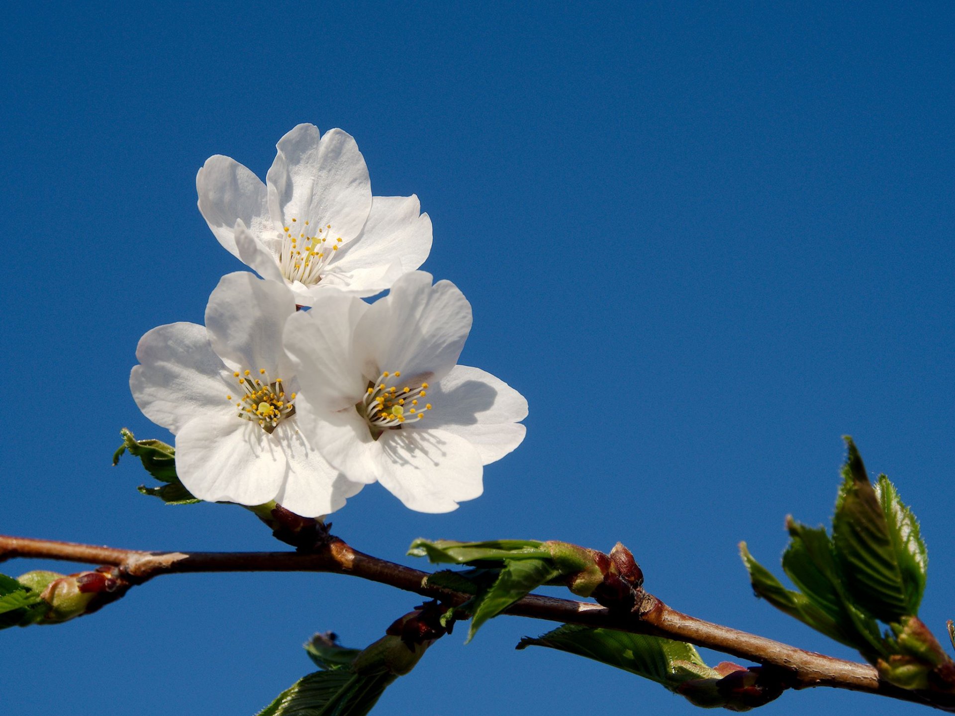 rama flores primavera árbol frutal cielo azul