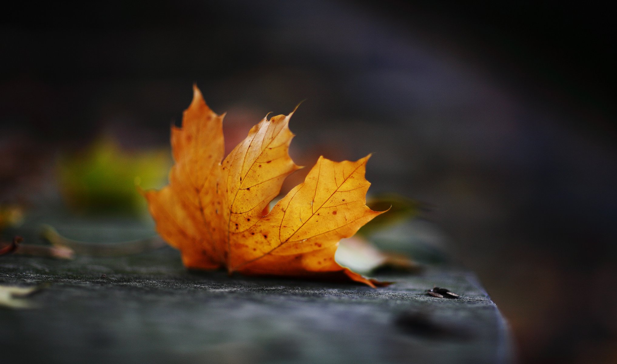 herbst oktober blatt