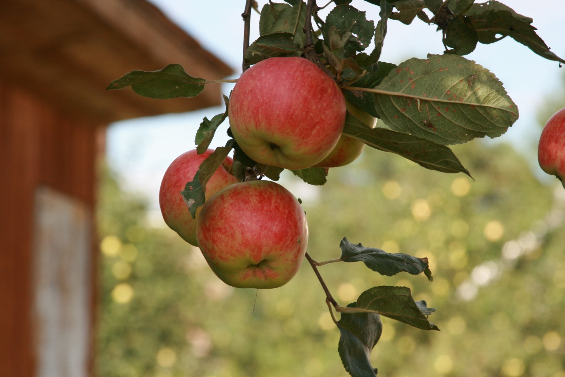 hintergrund tapete makro natur apfelbaum äpfel zweig obst garten dorf sommer