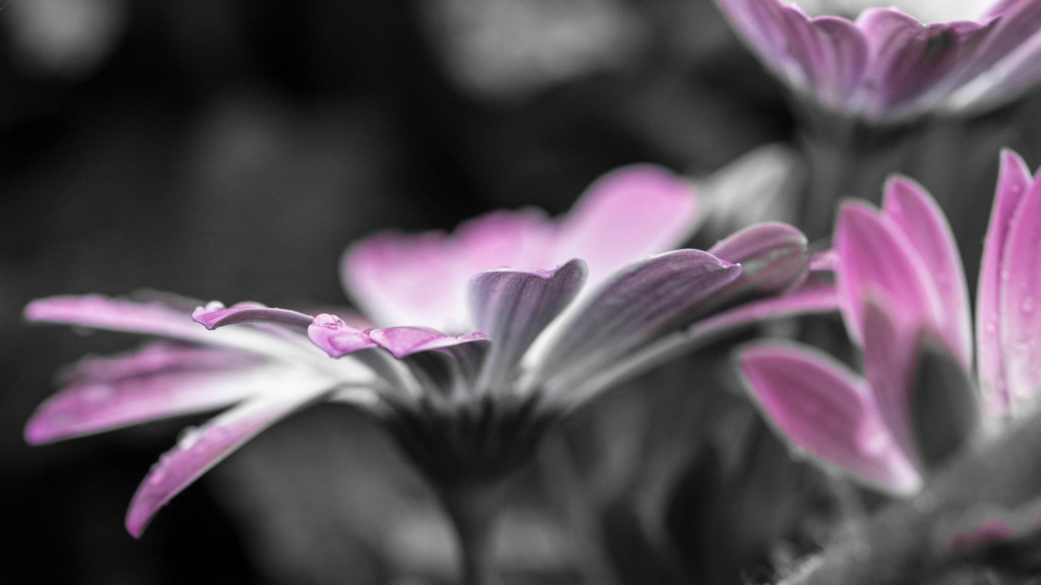 fleur rosée gouttes eau gros plan