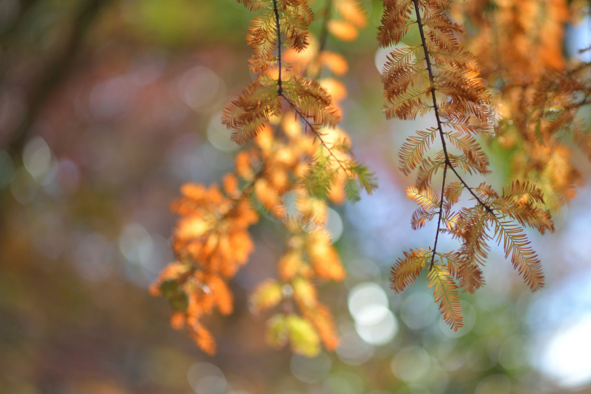 autumn tree needles branches close up reflections blur