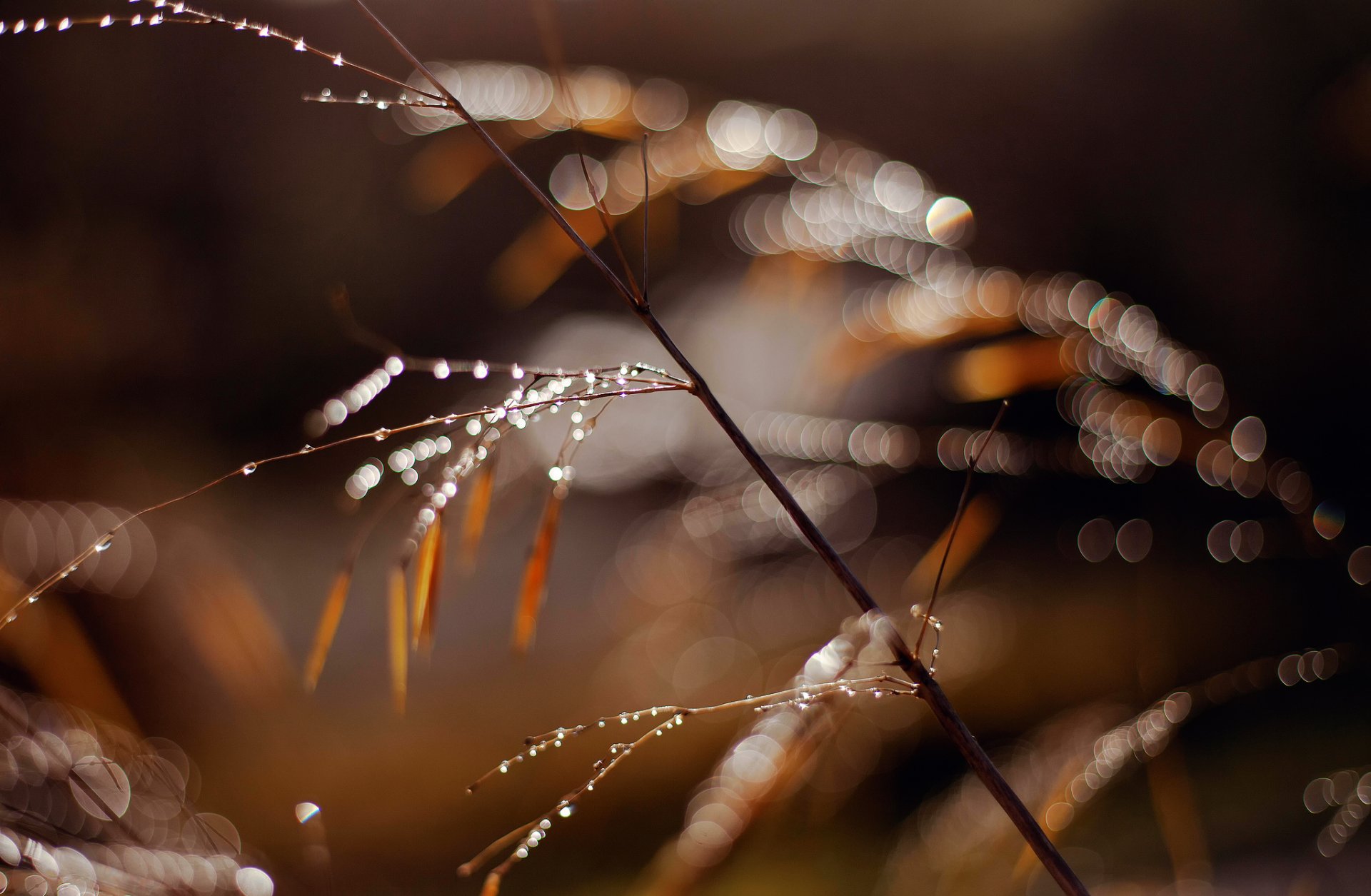 macro hierba rama gotas luz rocío resplandor bokeh