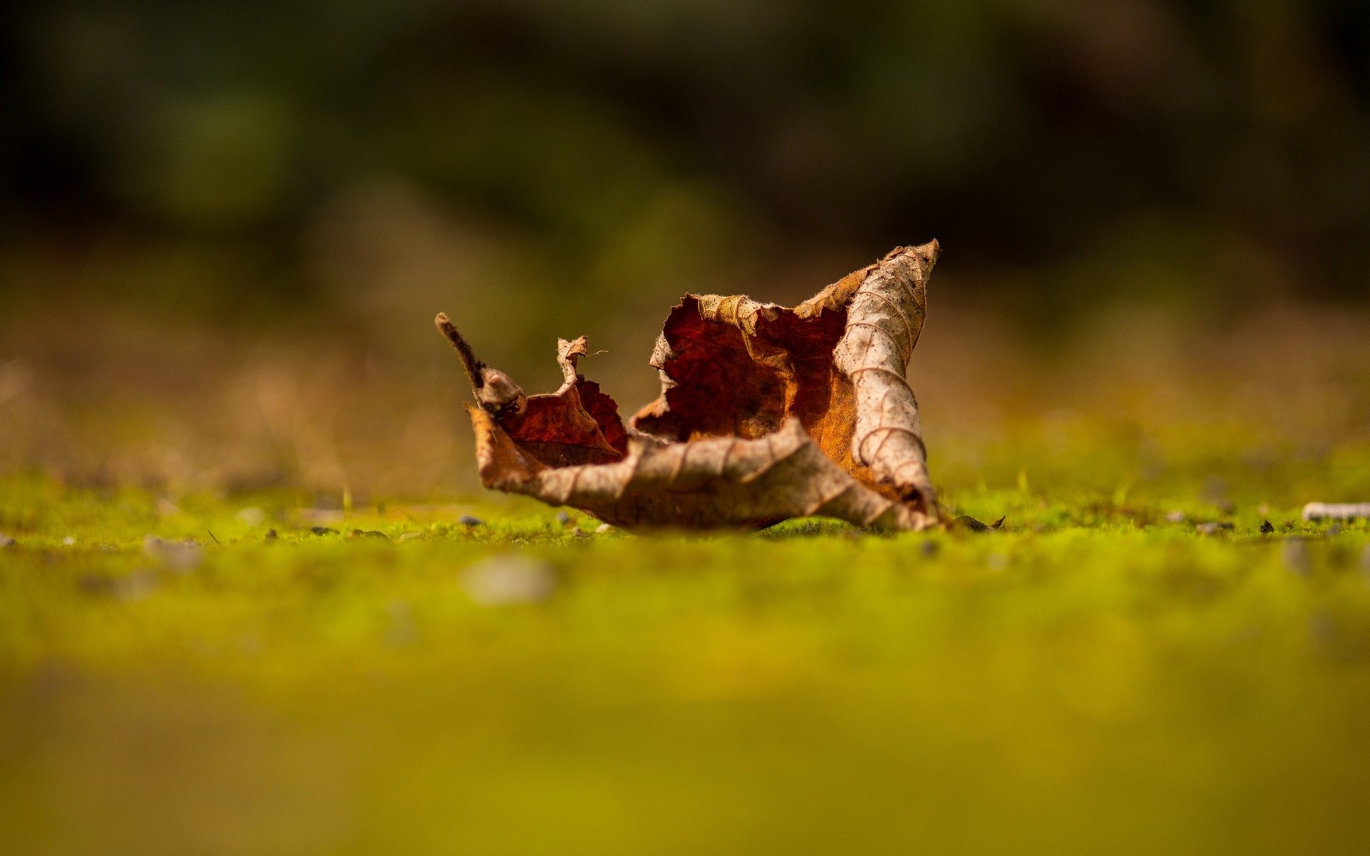 macro leaf leaflet dry macro background wallpaper widescreen fullscreen widescreen widescreen