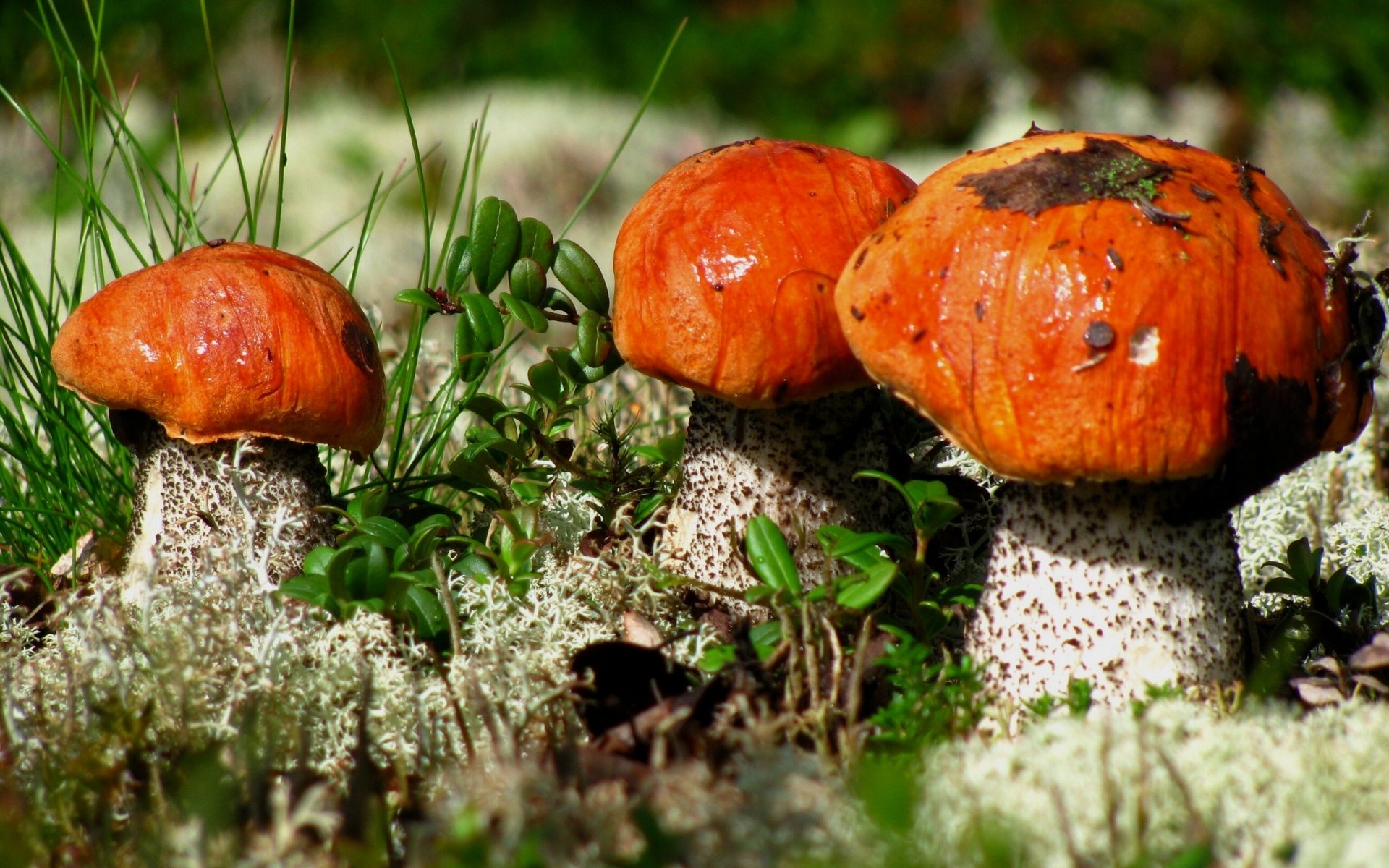 gros plan podosinoviki champignons