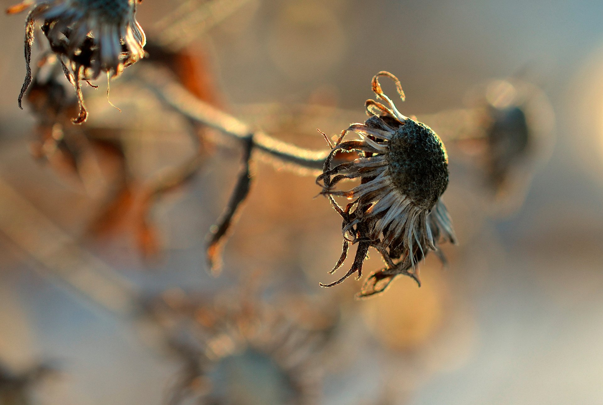 flower close up bokeh